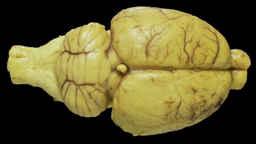 Researchers train living rat neurons to perform real-time AI computations — experiments could pave the way for new brain-machine interfaces