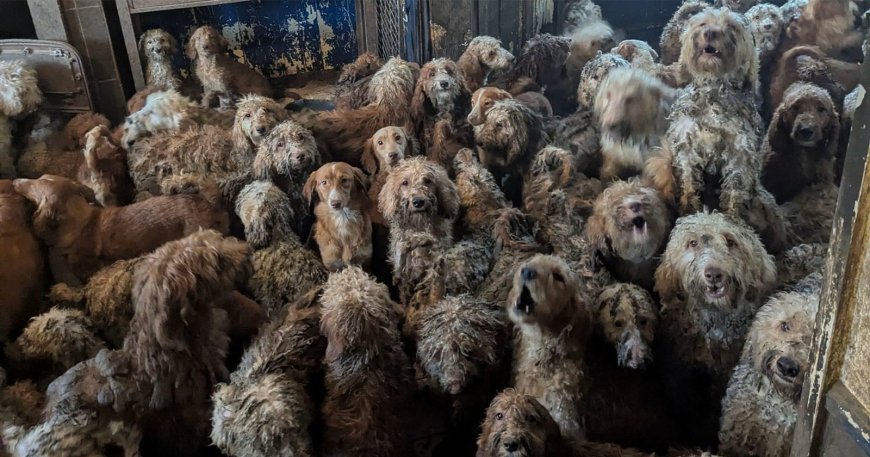 Animals Charity Forced to Deny Shocking Photo is AI