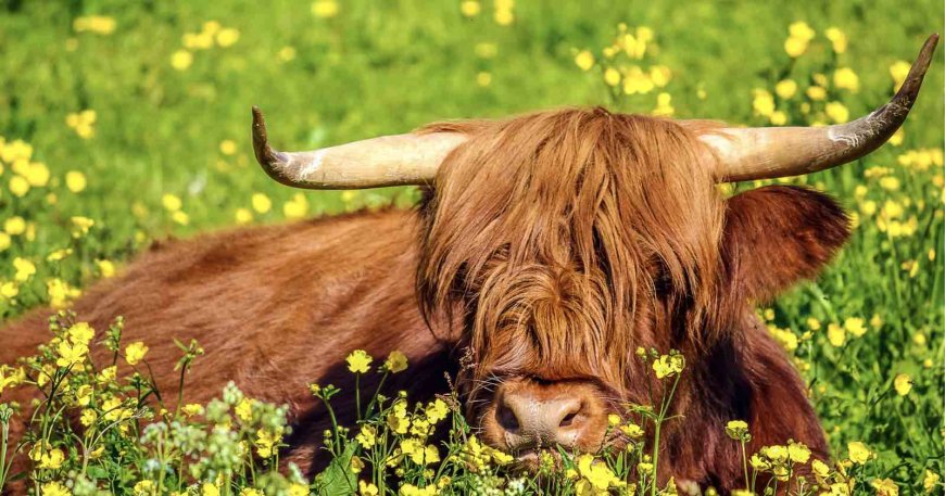 Famed Highland Cows Removed After Surge in Tourist Selfies with Animals