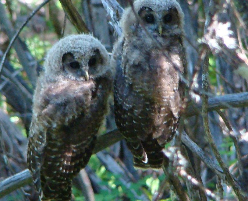 Trump administration attempt to gut Endangered Species Act hits roadblock
