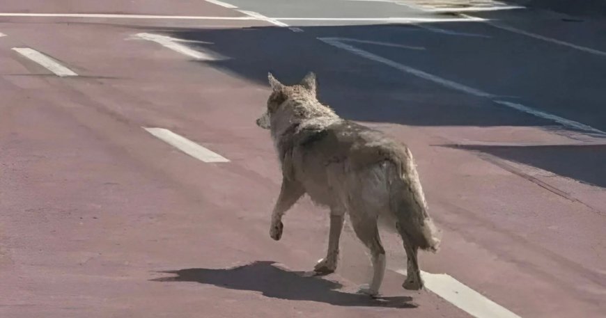 Man Arrested Over AI Image of Wolf That Escaped From Korean Zoo
