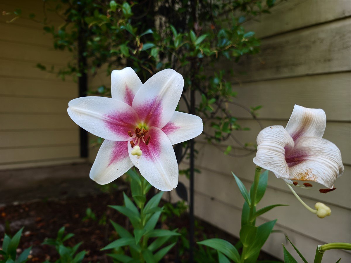 Xiaomi 17T Pro sample gallery: First photos from the upcoming phone