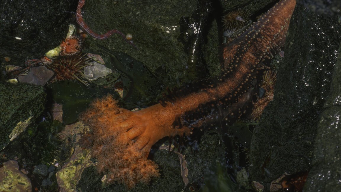 Severed sea cucumber appendages don't seem to die