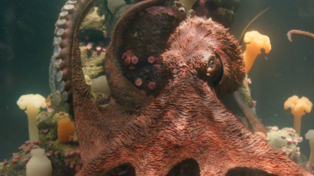1 Major Remarkably Bright Creatures Change Fixes A Book Criticism