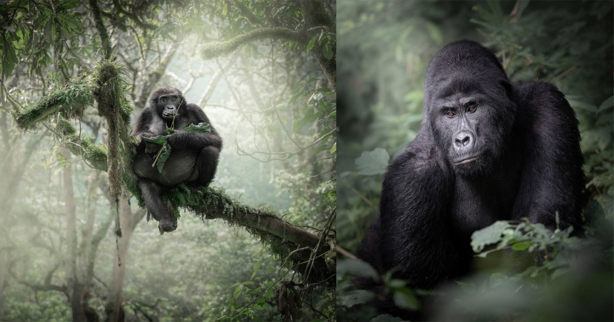 The Challenge of Photographing Mountain Gorillas in the Mist of an Impenetrable Forest