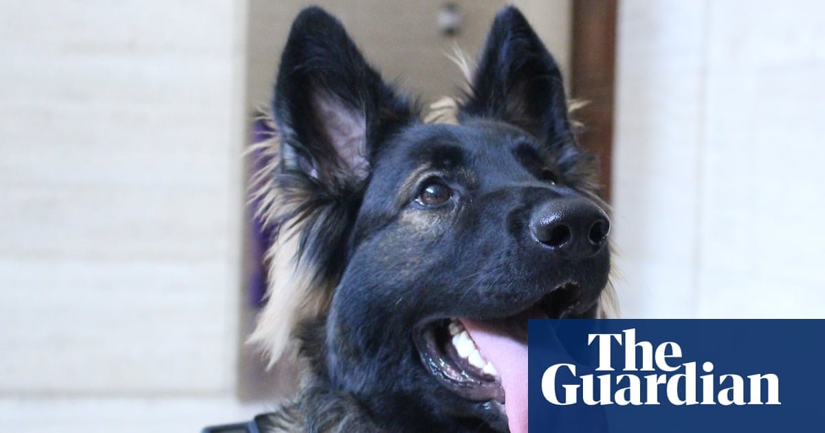‘We needed a Hitler who really vibed with the dog’: meet Lexie, the world’s first cinemadographer