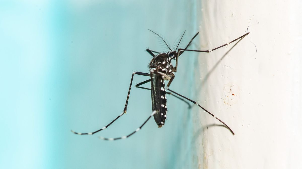 The 'ultimate mosquito killer' uses lasers and AI — custom model trained to detect and lock lasers on these pests