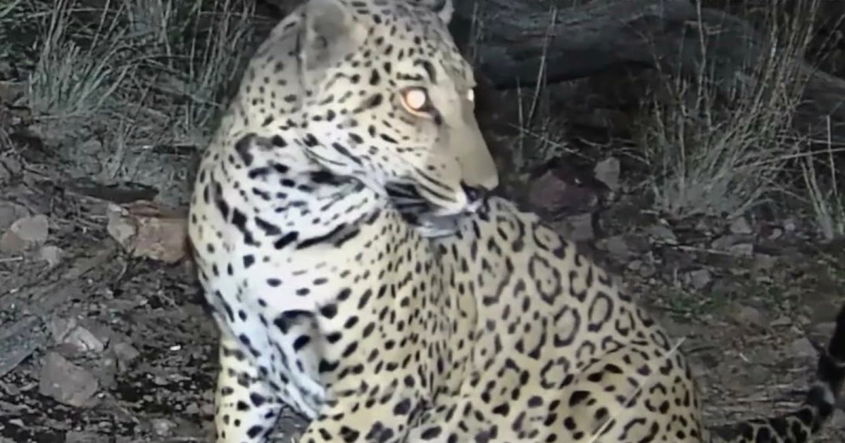 Remote Camera Captures Ultra-Rare Jaguar Roaming in Arizona Mountains