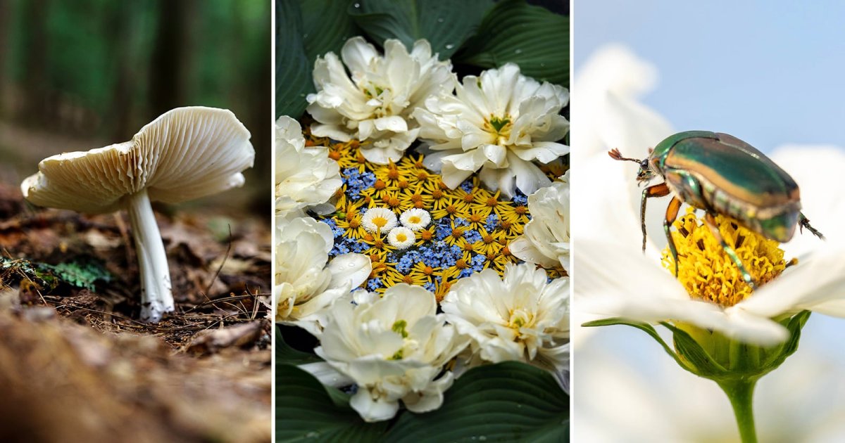 Easy Macro Photography Tips for Incredible Close-Up Photos