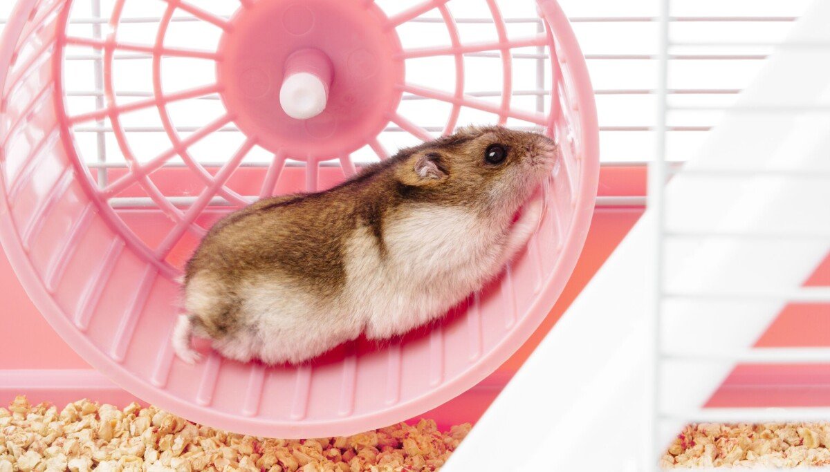 Young evil genius forces hamster to run on wheel to power his gadgets