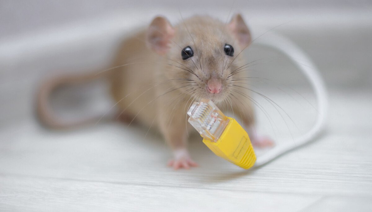 Rodent-obsessed developer creates Ratty to bring 3D graphics to the command line