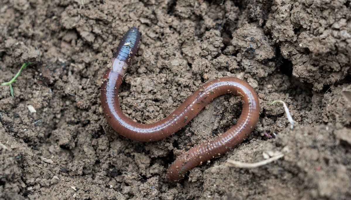 Worm rubs out competitor's malware, then takes control