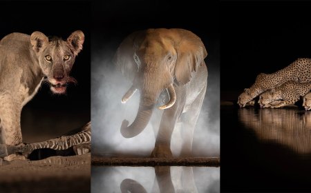 Photographers Spend Two Months in African Wildlife Hide Capturing Animals Close-Up