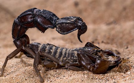 Scorpions go terminator mode and reinforce their weapons with metal