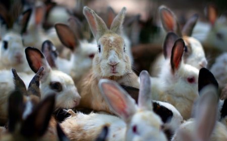 Welcome to the vulnpocalypse, as vendors use AI to find bugs and patches multiply like rabbits