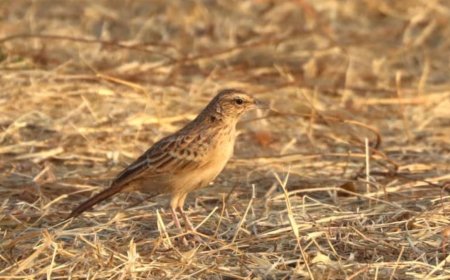 First Ever Photograph of ‘Rusty Lark’ Bird Thought to be Extinct for 94 Years