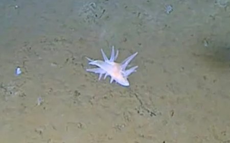 Deep-Sea Cameras Off Japan Film Mysterious Floating Creature Scientists Can’t Identify