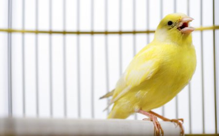 Canadian election databases use "canary traps"—and they work