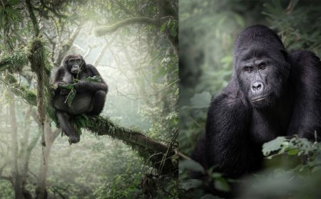 The Challenge of Photographing Mountain Gorillas in the Mist of an Impenetrable Forest