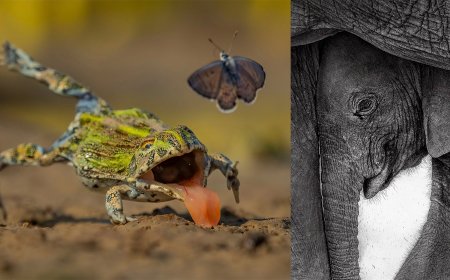 15 Mesmerizing Winners From the GDT Nature Photographer of the Year 2026