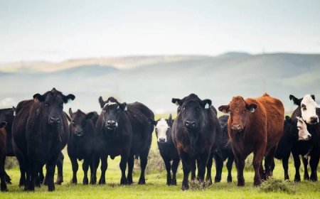 Trump administration proposes temporary cut to beef import tariffs amid rancher concerns over long-term impacts
