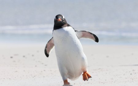 Debian 14 cracks down on unreproducible packages