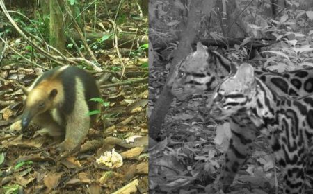Camera Traps Capture 32 Years of Rarely-Seen Animals on Rainforest Island
