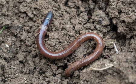 Worm rubs out competitor's malware, then takes control