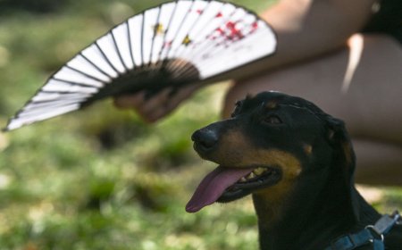 They call it stupid hot for a reason: Heat muddles animal brains