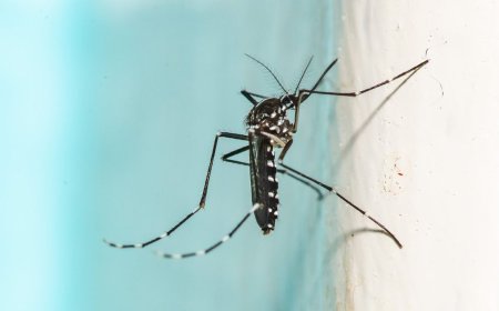 The 'ultimate mosquito killer' uses lasers and AI — custom model trained to detect and lock lasers on these pests