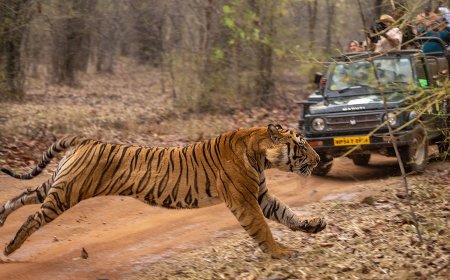 India’s Tiger Reserves Are Banning Smartphone Photography