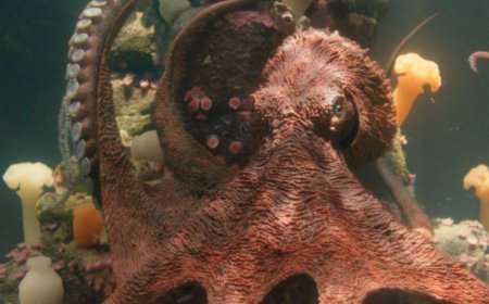 1 Major Remarkably Bright Creatures Change Fixes A Book Criticism