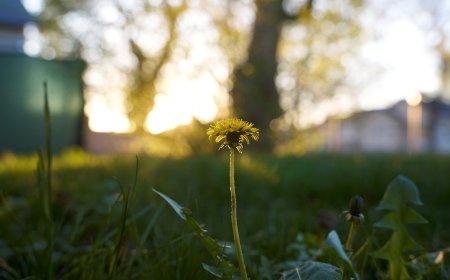 We put Thypoch's new autofocus zoom to the test