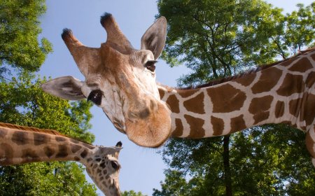 Scientists Are Building a Camera System to Monitor Zoo Animals’ Health