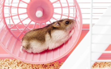 Young evil genius forces hamster to run on wheel to power his gadgets