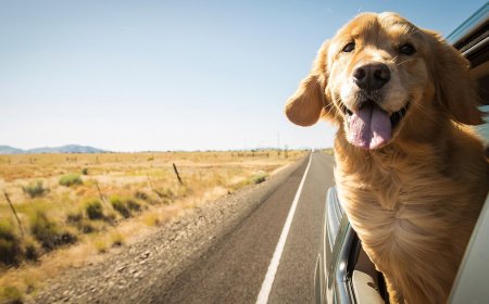 What we've been playing - "I'd like to shout out a fun game you can only really do on the road"