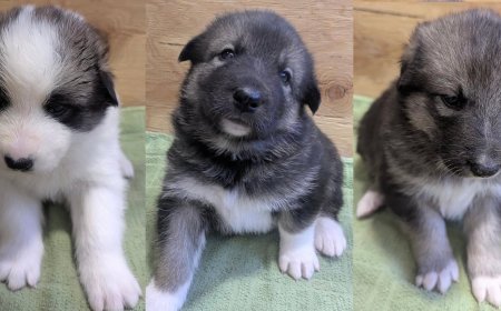 Live Puppy Cam Lets You Watch Future Sled Dogs at an Alaskan National Park