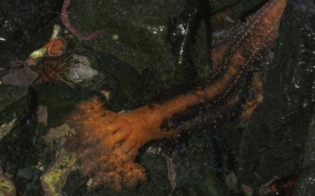 Severed sea cucumber appendages don't seem to die