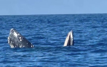 Scientists are Using Tourist Videos to Understand Whales’ Mysterious ‘Gaping Behavior’
