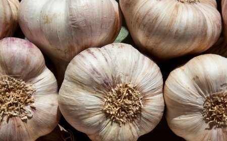 Why Garlic Repels Mosquitoes and Keeps Them From Breeding