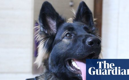 ‘We needed a Hitler who really vibed with the dog’: meet Lexie, the world’s first cinemadographer