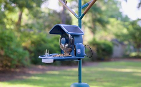 This smart bird feeder captures more of my backyard drama