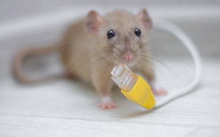 Rodent-obsessed developer creates Ratty to bring 3D graphics to the command line
