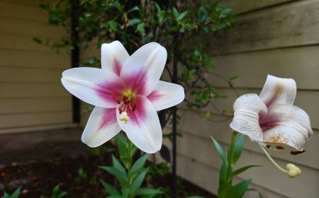 Xiaomi 17T Pro sample gallery: First photos from the upcoming phone