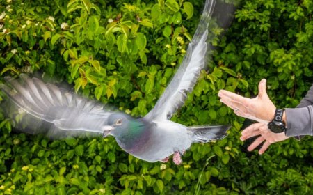 How pigeons exploit magnetic fields for navigation