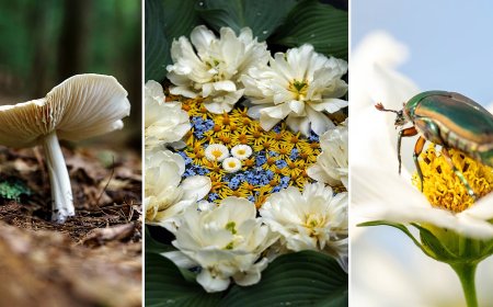 Easy Macro Photography Tips for Incredible Close-Up Photos