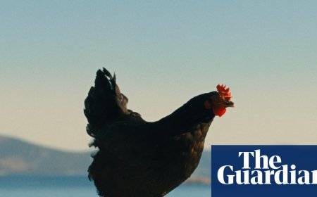 ‘Somehow you become the chicken’: inside the film about people-smuggling told through the eyes of a hen
