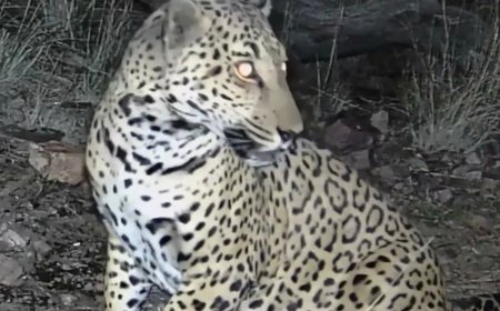 Remote Camera Captures Ultra-Rare Jaguar Roaming in Arizona Mountains