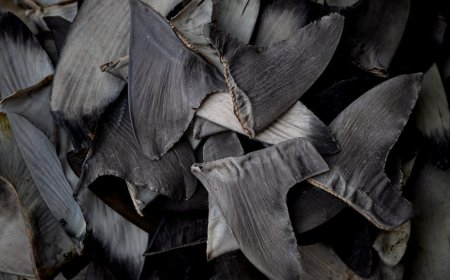 China’s shark finning could lead to US seafood sanctions