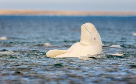 Whatever the mirror test tells us, beluga whales pass it